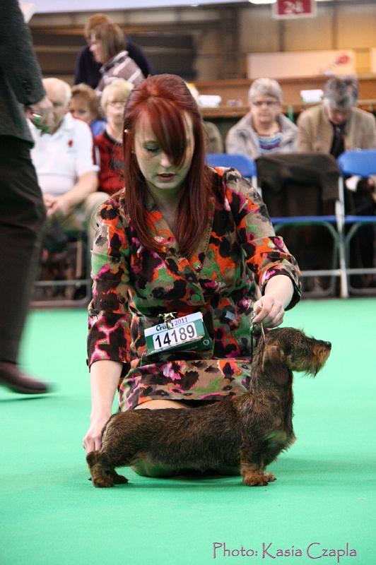 Crufts2011_2 1195.jpg